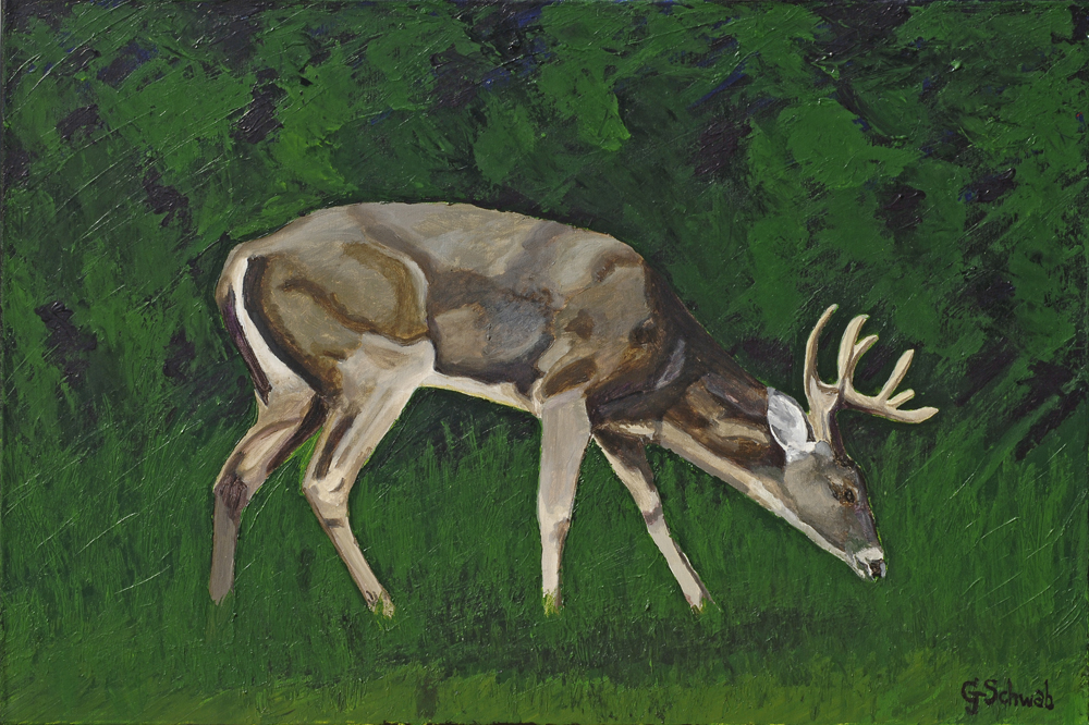 Young Buck - 24x36 Acrylic on Stretched Canvas with Black Gallery Wrap Border