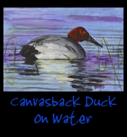 Canvasback Duck on Water